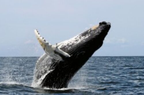 Article : MADAGASCAR : Festival des baleines